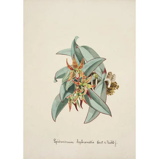 Anonymous - Collection dorchidees Pl57.webp