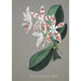 Sammlung von Orchideen Pl58 - Anonym — Ansicht des Kunstwerks