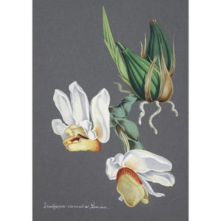 Anonymous - Collection dorchidees Pl59.webp