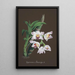 Reproduktion des Gemäldes Sammlung von Orchideen Pl60 - Anonym