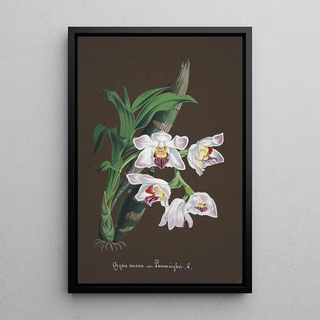 Anonymous - Collection dorchidees Pl60.webp