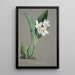 Reproduktion des Gemäldes Sammlung von Orchideen Pl62 - Anonym