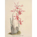 Reproduktion des Gemäldes Sammlung von Orchideen Pl67 - Anonym