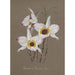 Sammlung von Orchideen Pl68 - Anonym — Ansicht des Kunstwerks