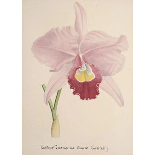 Anonymous - Collection dorchidees Pl71.webp