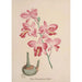 Sammlung von Orchideen Pl72 - Anonym — Ansicht des Kunstwerks
