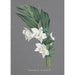 Sammlung von Orchideen Pl75 - Anonym — Ansicht des Kunstwerks