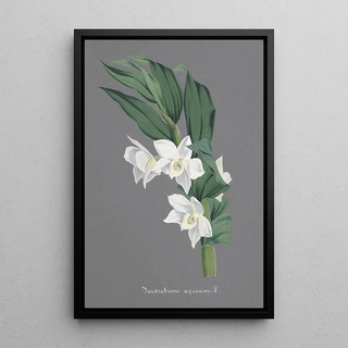 Anonymous - Collection dorchidees Pl75.webp