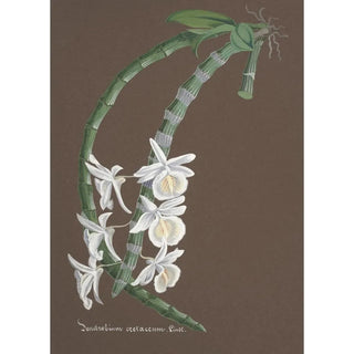 Anonymous - Collection dorchidees Pl76.webp