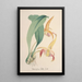 Sammlung von Orchideen Pl77 - Anonym — gerahmtes Bild an der Wand