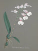 Sammlung von Orchideen Pl79 - Anonym — Ansicht des Kunstwerks