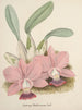 Sammlung von Orchideen Pl80 - Anonym — Ansicht des Kunstwerks
