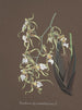 Sammlung von Orchideen Pl81 - Anonym — Ansicht des Kunstwerks