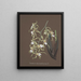 Sammlung von Orchideen Pl81 - Anonym — gerahmtes Bild an der Wand