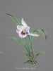 Collection d'orchidées Pl83 - Anonyme — Ansicht des Kunstwerks