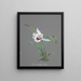 Collection d'orchidées Pl83 - Anonyme — gerahmtes Bild an der Wand