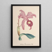 Reproduktion des Gemäldes Sammlung von Orchideen Pl85 - Anonym