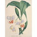 Sammlung von Orchideen Pl88 - Anonym — Ansicht des Kunstwerks