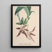 Reproduktion des Gemäldes Sammlung von Orchideen Pl94 - Anonym