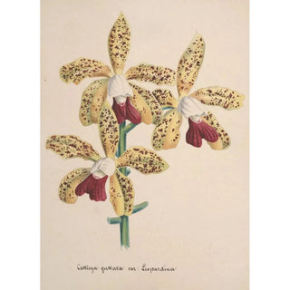 Anonymous - Collection dorchidees Pl96.webp