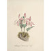 Sammlung von Orchideen Pl97 - Anonym — Ansicht des Kunstwerks