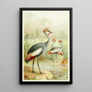 Anonymous - East African Balearic Crane.webp