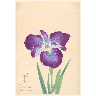 Anonymous - Lions Dance Shishiodori.webp