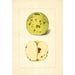 Malus domestica - Anonym — Ansicht des Kunstwerks