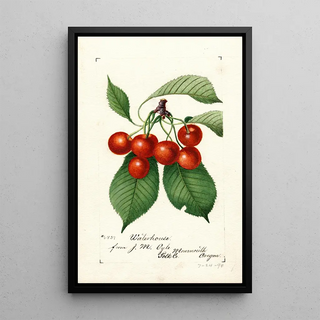 Anonymous - Prunus avium Waterhouse.webp