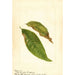 Prunus persica - Anonym — Ansicht des Kunstwerks