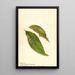 Prunus persica - Anonym — gerahmtes Bild an der Wand