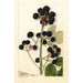 Rubus Cumberland - Anonym — gerahmtes Bild an der Wand