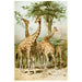Girafes sud-africaines - Anonyme — Ansicht des Kunstwerks