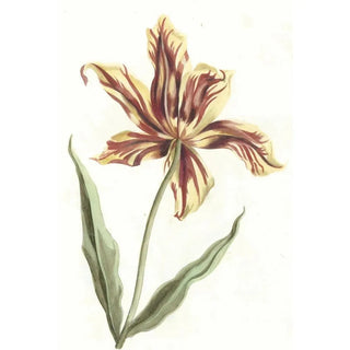 Anonymous - Tulip.webp