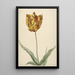 Reproduktion des Gemäldes Tulpe - Anonym