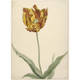 Anonymous - Tulp.webp