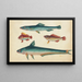 Zwei grüne Fische, zwei braune Fische - Anonym — gerahmtes Bild an der Wand