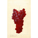 Vitis - Anonym — Ansicht des Kunstwerks