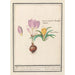 Crocus pourpre varié 2 Crocus jaune - Anselmus Botius de Boodt — Ansicht des Kunstwerks