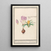 Crocus pourpre varié 2 Crocus jaune - Anselmus Botius de Boodt — gerahmtes Bild an der Wand