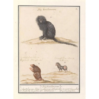 Anselmus Botius de Boodt - Aap en twee bavianen Papio 1 2 hondskop van Libin 3 hondskop van indin 1 haij brasilianorum.webp