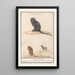 Affe und zwei Pavianen Papio 1 2 Cynocephalus von Libin 3 Indischer Cynocephalus 1 Haij brasilianorum - Anselmus Botius de Boodt — gerahmtes Bild an der Wand
