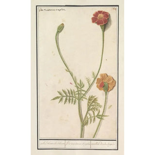 Anselmus Botius de Boodt - Afrikaantje Tagetes.webp