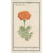 Reproduktion des Gemäldes Tagetes Double Blüte Flos tunetanus - Anselmus Botius de Boodt