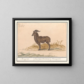 Anselmus Botius de Boodt - Alpensteenbok Capra ibex Berg ram ibex Caper Montanus Bouquetin.webp