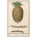 Ananas Ananas comosus Ananas Ananas Ananas - Anselmus Botius de Boodt — Ansicht des Kunstwerks