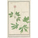 Anemone - Anselmus Botius de Boodt — Ansicht des Kunstwerks