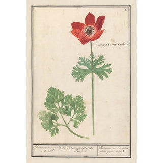 Anselmus Botius de Boodt - Anemoon Anemone Anemonie met BolWortel Anemone tuberosa Radice Anemone avec de tubercules pour racines.webp
