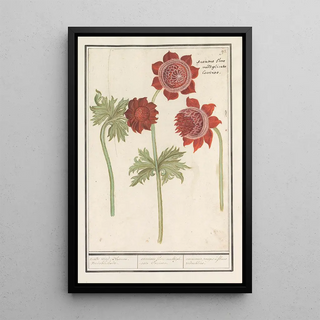 Anselmus Botius de Boodt - Anemoon Anemone roode wind Bloemen verdobbelende anemone flore multiplicato Coccineo anemones rouges fleurs redoubles.webp