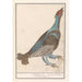 Reproduktion des Gemäldes Großes Auerhuhn Gemälde - Anselmus Botius de Boodt